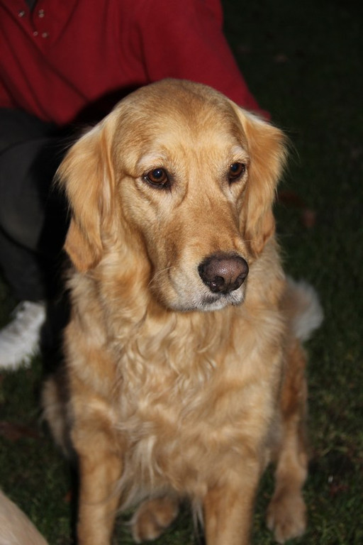 bea_Andrea_Krenn_Tierpflegestelle_MadH _18__JPG-1353361382