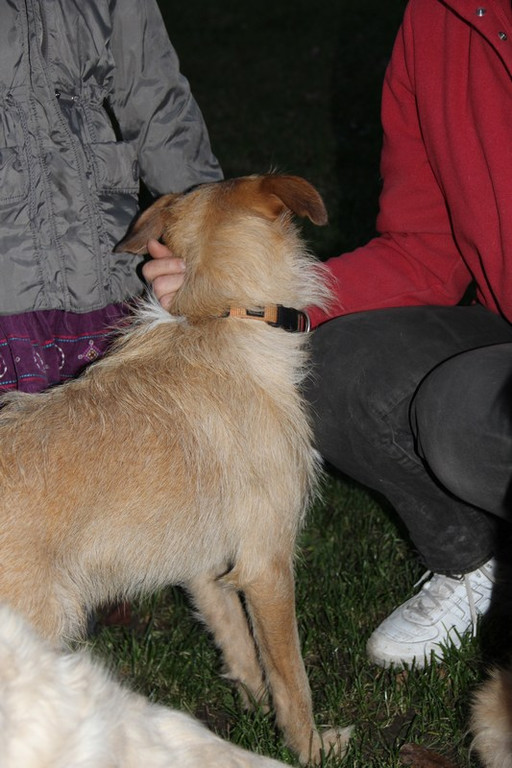 bea_Andrea_Krenn_Tierpflegestelle_MadH _19__JPG-1353361383