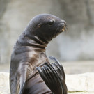 Robben-Baby Lunita und Artgenossen im November 2012