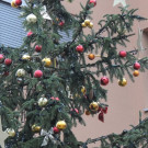 DSCN8246_JPG-1353461109