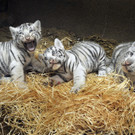 Tschechien: Die weißen Tiger im Zoo von Liberec 