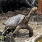 Das war "Lonesome George"