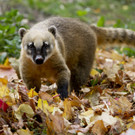 So genießen die Tiere den Herbst im Tiergarten Schönbrunn