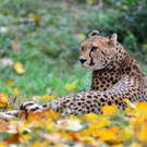 PA_Gepard.jpg