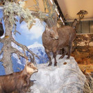 IMG_4395_jpg-1353744073