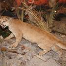 IMG_4397_jpg-1353744075