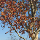 DSCN8053_JPG-1353781860