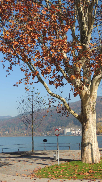 DSCN8053_JPG-1353781860