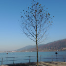 DSCN8055_JPG-1353781886