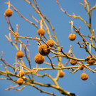 113_6333_JPG-1353782881