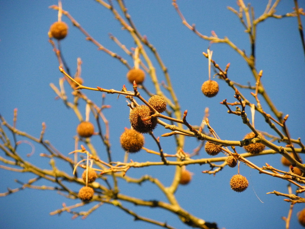 113_6333_JPG-1353782881