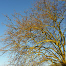 113_6344_JPG-1353782896