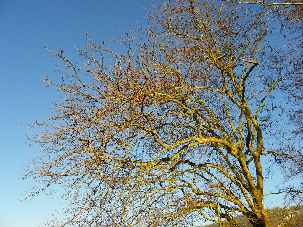 113_6344_JPG-1353782896