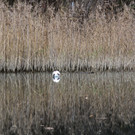 Golf Maeder 1   2012 292_jpg-1353789994