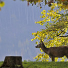 Str__hle Kurt_Herbstruhe_jpg-1353792729