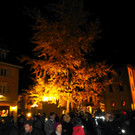 Licht20Gingko_jpg-1353882868