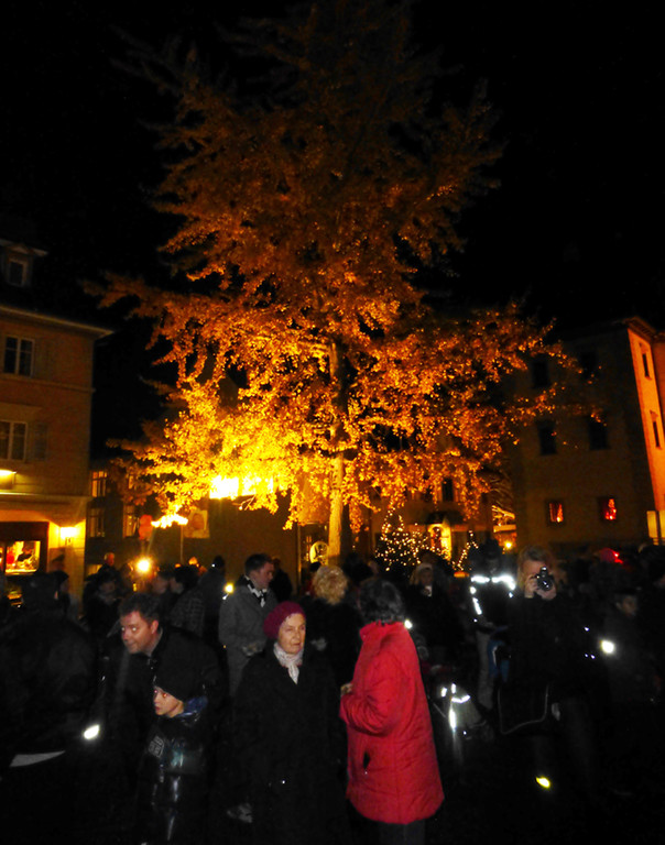 Licht20Gingko_jpg-1353882868