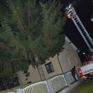 Feuerwehr rettet Kater Simba aus einer 20 Meter hohen Tanne