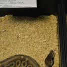 Leserreporter bei der Exotica Reptilienbörse in Wien