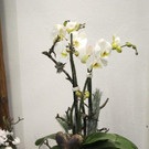 IMG_4193_jpg-1353930887