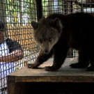 nastia rescue update web1.jpg