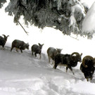 wildpark_winter03_jpg-1354016510