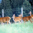 wildpark01_jpg-1354016514