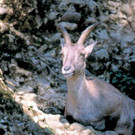 wildpark04_jpg-1354016520