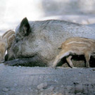 wildpark05_jpg-1354016521