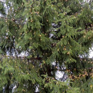 DSCN9885_JPG-1354150892