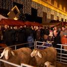 Lustenau_Christkindlemarkt_4_jpg-1354175417