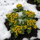_c_ Gerhard Scopoli - Schnee Schruns - 183.jpg
