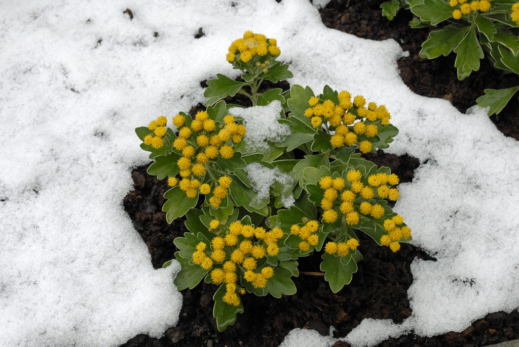 _c_ Gerhard Scopoli - Schnee Schruns - 183.jpg