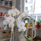 BlumenFrick20.jpg
