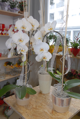 BlumenFrick20.jpg