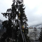 Katze von Baum gerettet