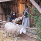 Krippe1_jpg-1354387251