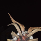 normal_01122012gniglkrampusat5009aktivnews_127_001.jpg