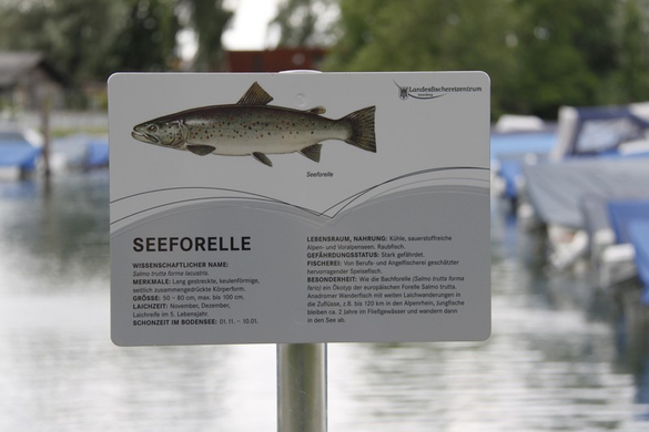 _MG_6585.jpg
