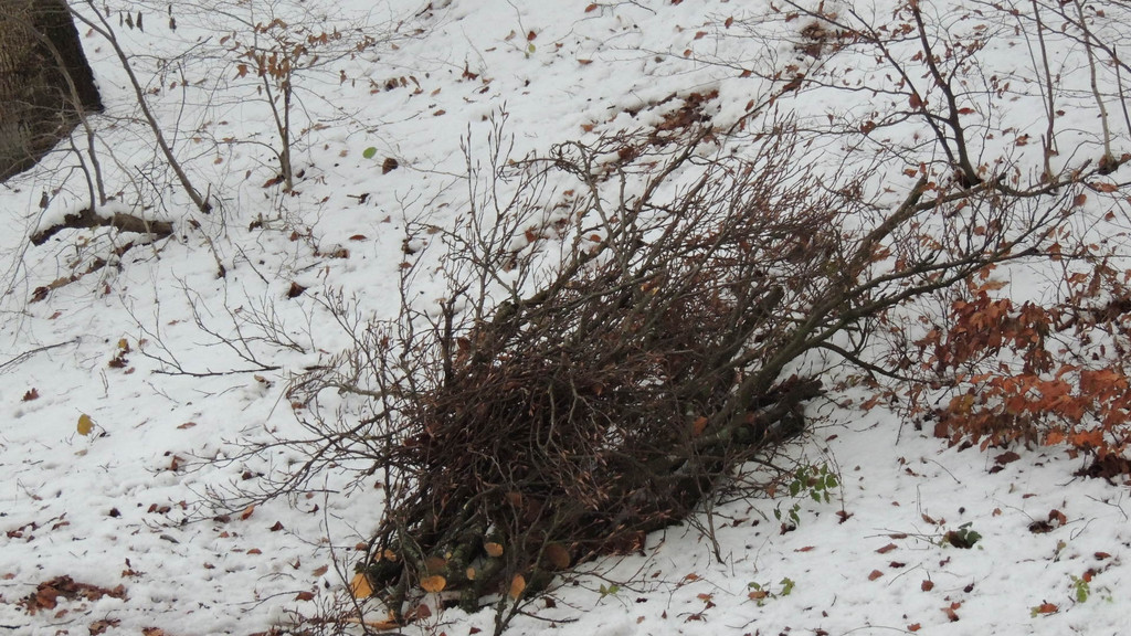 DSCN0243_JPG-1354447128