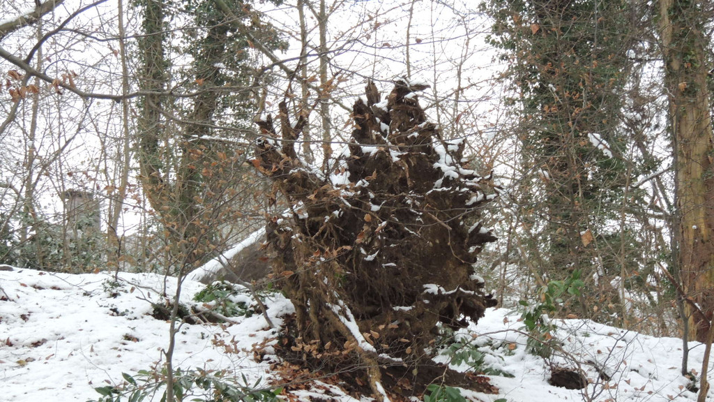 DSCN0244_JPG-1354447132