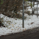 DSCN0245_JPG-1354447148