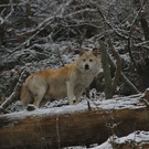 normal_02122012fmt_tiergarten_ta_010.JPG