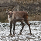 normal_02122012fmt_tiergarten_ta_014.JPG