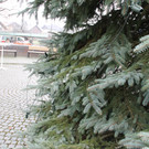 IMG_3973_JPG-1354471343