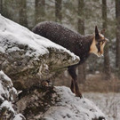 normal_02122012adventwildparkat_02_001aktivnews__26_.JPG
