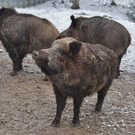 normal_02122012adventwildparkat_02_001aktivnews__29_.JPG