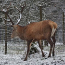 normal_02122012adventwildparkat_02_001aktivnews__30_.JPG