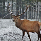 normal_02122012adventwildparkat_02_001aktivnews__31_.JPG