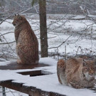 normal_02122012adventwildparkat_02_001aktivnews__34_.JPG